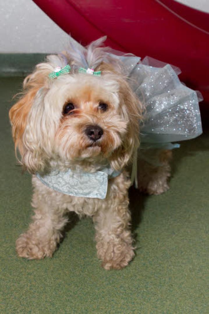 chiens deguisement vetement (19)
