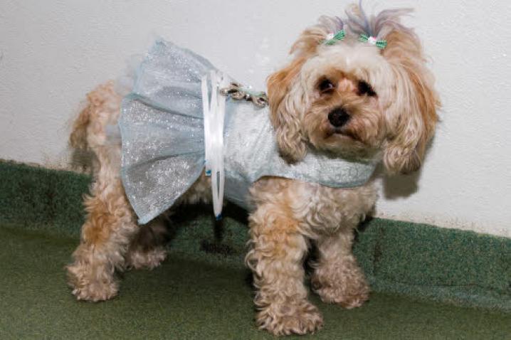 chiens deguisement vetement (20)