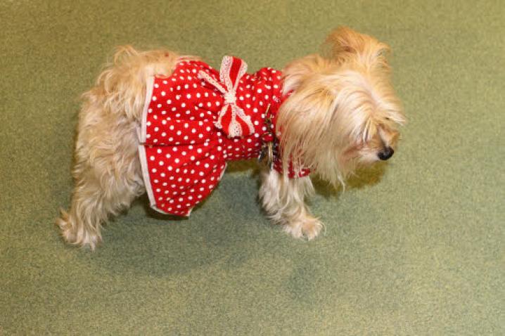 chiens deguisement vetement (22)