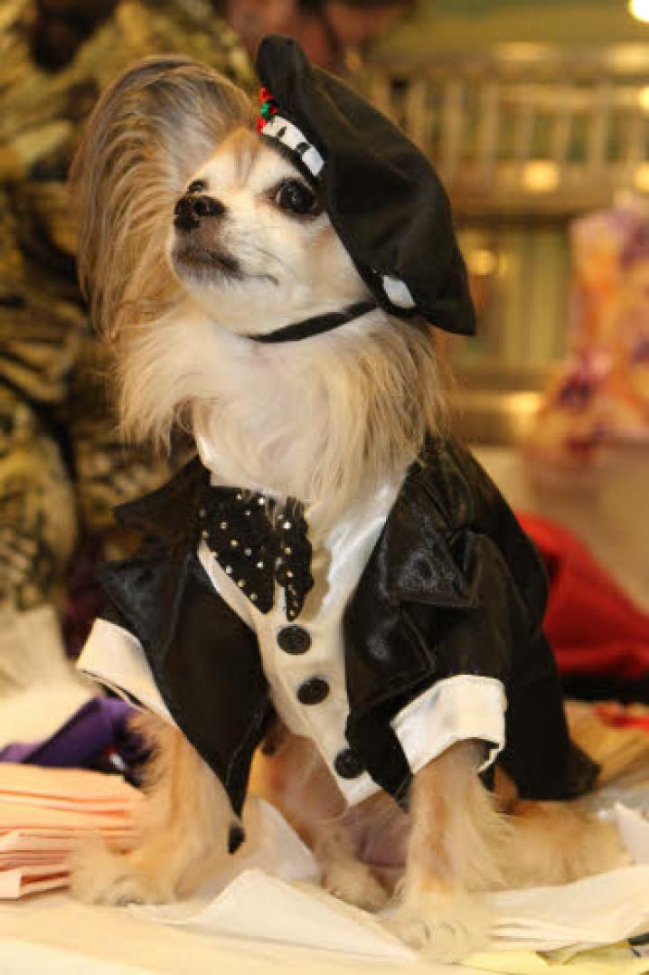 chiens deguisement vetement (23)