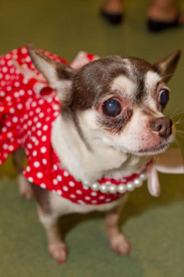 chiens deguisement vetement (27)