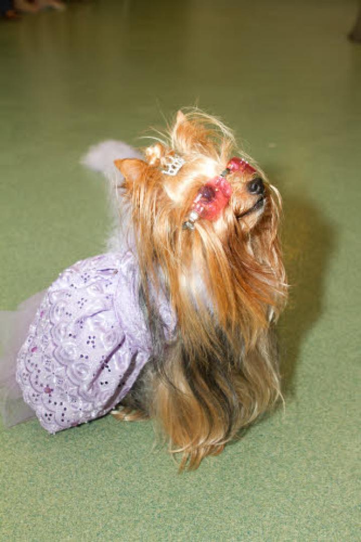 chiens deguisement vetement (28)