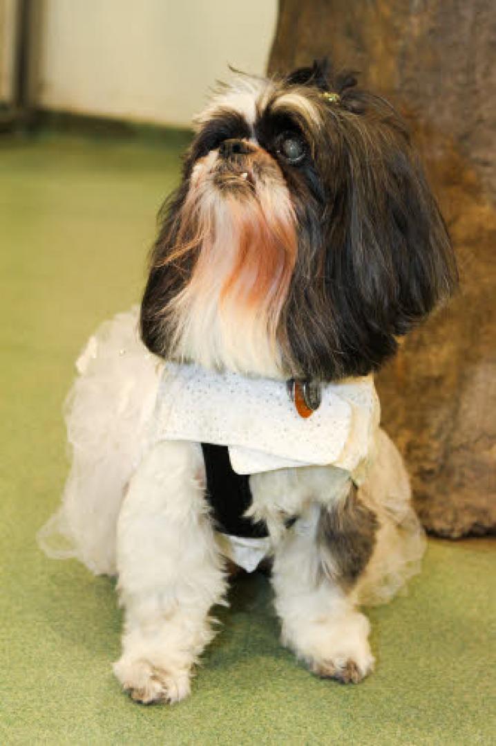 chiens deguisement vetement (31)