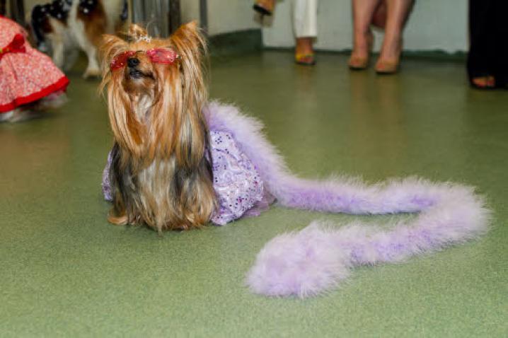 chiens deguisement vetement (29)