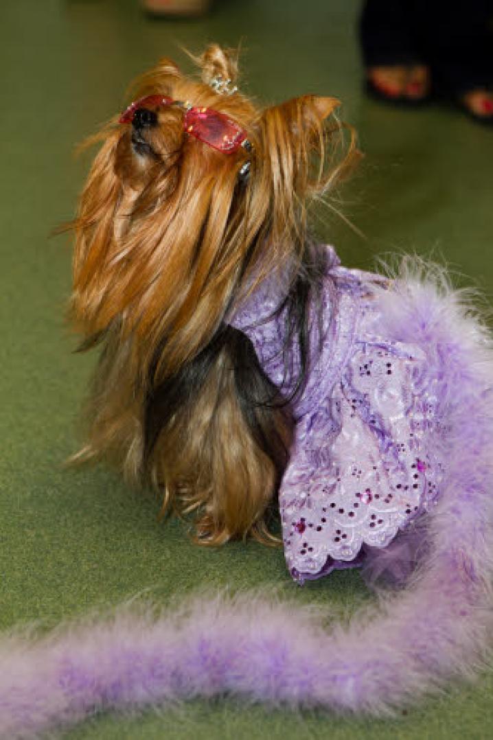 chiens deguisement vetement (32)