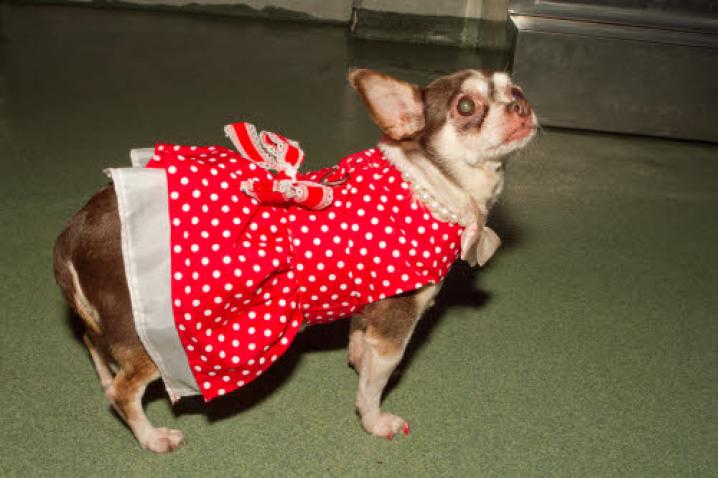 chiens deguisement vetement (33)