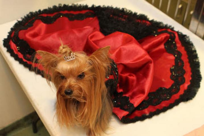 chiens deguisement vetement (38)