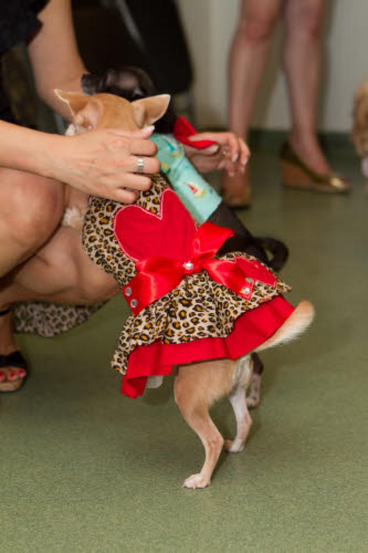 chiens deguisement vetement (39)