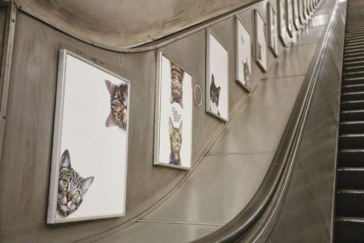 Des chats envahissent le métro