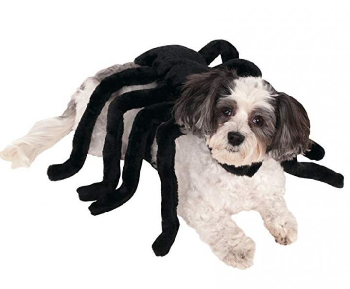 Voorbeeld Klacht telescoop HEBBEN: dit zalig halloweenkostuum voor je hond
