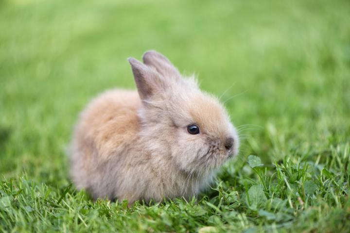 banjo inkomen strottenhoofd CUTE: 9 x schattige konijnenrassen die je nú in huis wil nemen