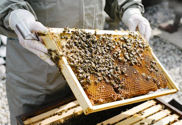 Que faire si un essaim d'abeilles s'installe au jardin?