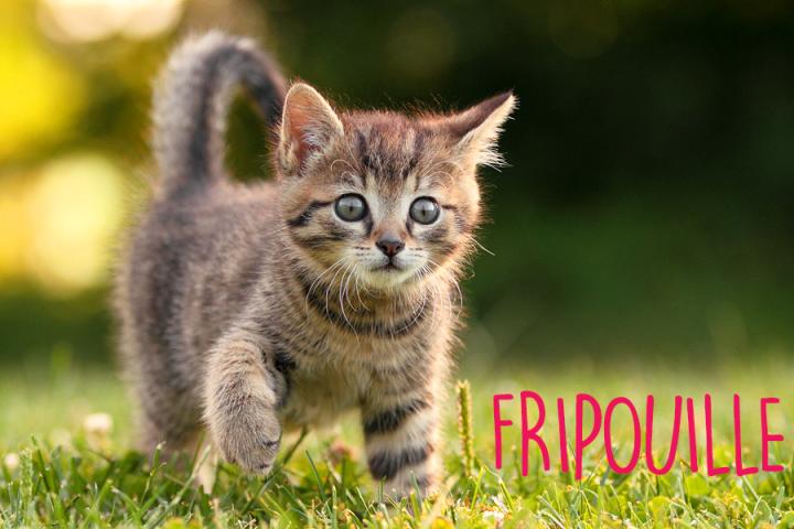 Prenom Chat Mignon En R