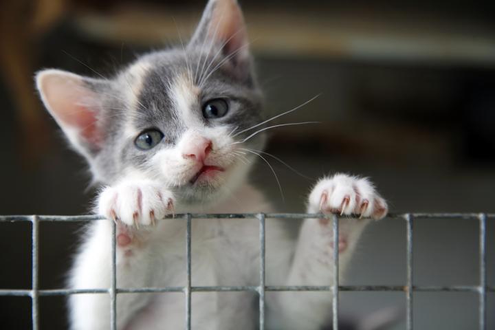 C'est la période idéale pour adopter un animal dans un refuge - Getty Images