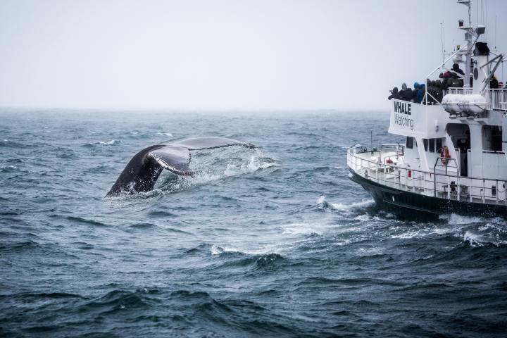 Pas de chasse à la baleine en Islande cet été - Getty Images