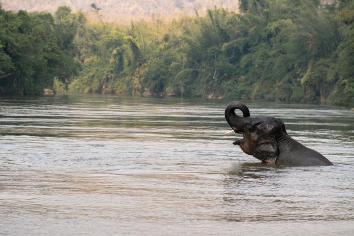Les éléphants thaïlandais retrouvent la jungle - Getty Images