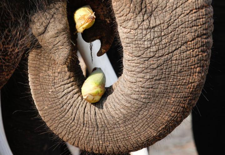 Les éléphants thaïlandais retrouvent la jungle - Getty Images
