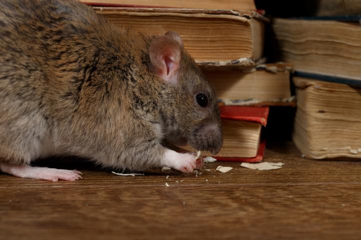 Des marges pour protéger des rats - Getty Images
