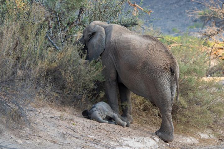 La Namibie met 170 éléphants en vente - Getty Images