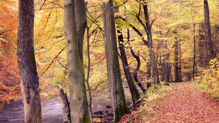 Dé uittip: Week van het Bos Dé uittip: Week van het Bos