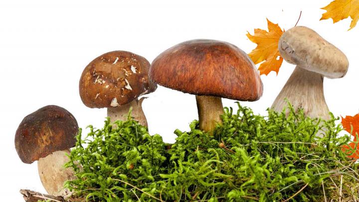 Culinaire herfst: 4 toptrends Culinaire herfst: 4 toptrends