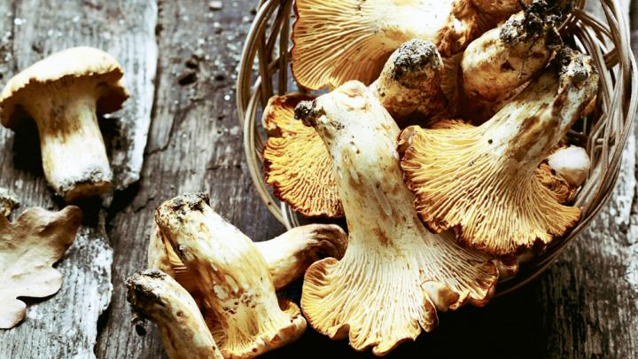 Hét feestingrediënt: Wilde paddenstoelen Hét feestingrediënt: Wilde paddenstoelen