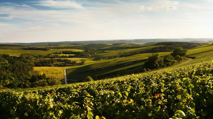 Onze 6 favoriete champagnehuizen Onze 6 favoriete champagnehuizen