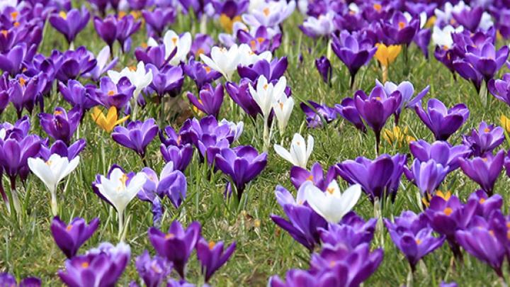 Dé uittip: Bloemetjes buiten Dé uittip: Bloemetjes buiten
