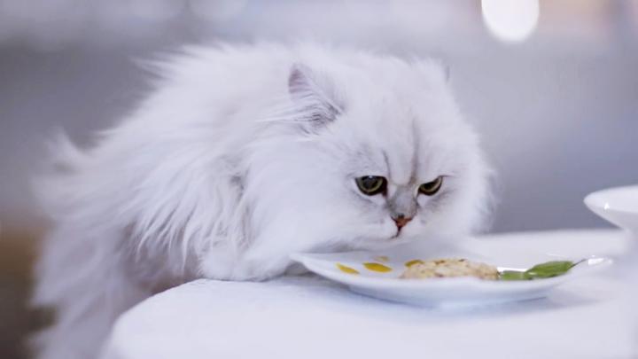 Politie reageert op geniale wijze op kattengekte op Twitter Politie reageert op geniale wijze op kattengekte op Twitter
