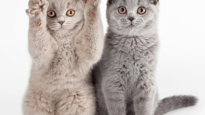 Des fleurs, des bougies et... des chats Des fleurs, des bougies et... des chats