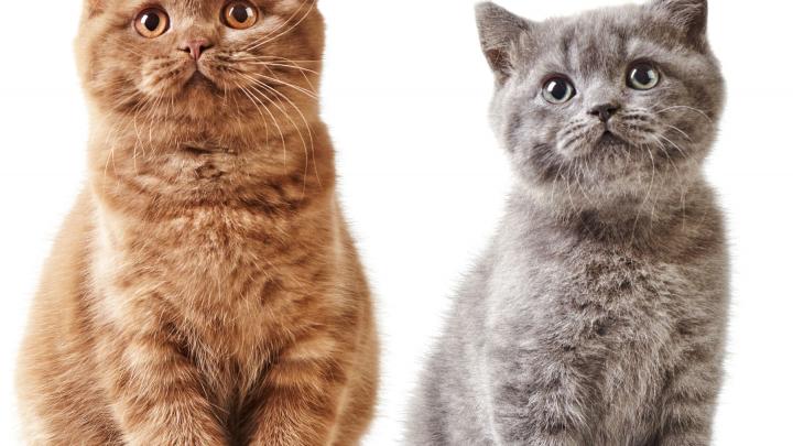 10 cadeautips voor kattenliefhebbers 10 cadeautips voor kattenliefhebbers