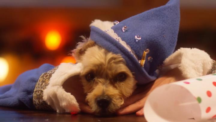 Schattig: honden en katten als Santa's helpers Schattig: honden en katten als Santa's helpers