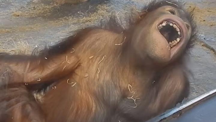 VIDEO: Aap lacht zich een breuk bij het zien van goocheltruc VIDEO: Aap lacht zich een breuk bij het zien van goocheltruc