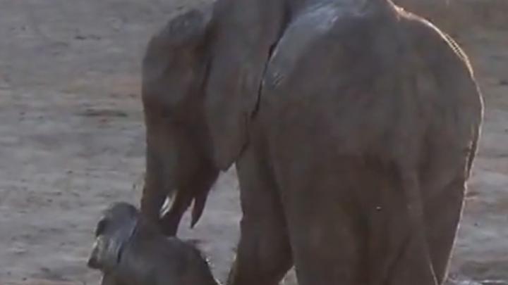 VIDEO: dit baby-olifantje wil maar niet uit bad VIDEO: dit baby-olifantje wil maar niet uit bad