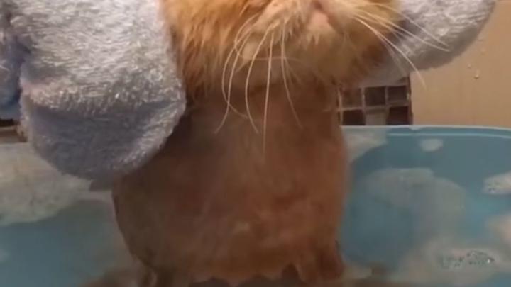 Video: deze kat neemt een ontspannend bad Video: deze kat neemt een ontspannend bad