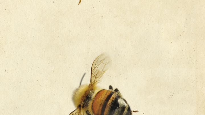 De geschiedenis van de bijen De geschiedenis van de bijen