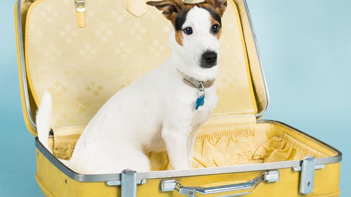 Bientôt les vacances... et vos animaux? Bientôt les vacances... et vos animaux?