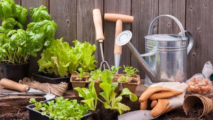 5 tips voor de perfecte moestuin 5 tips voor de perfecte moestuin