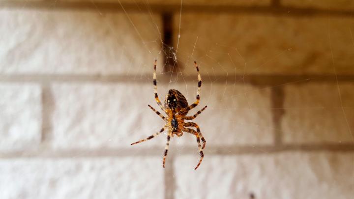 Araignées: 6 astuces pour s'en débarrasser (au naturel) Araignées: 6 astuces pour s'en débarrasser (au naturel)