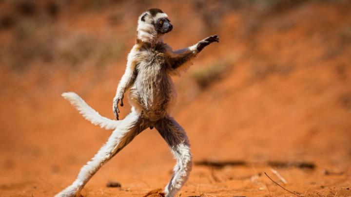 Hilarisch: deze dierenfoto's maken je instant vrolijk Hilarisch: deze dierenfoto's maken je instant vrolijk