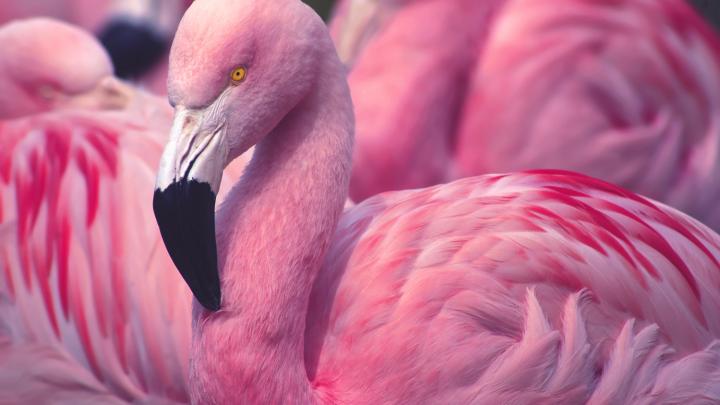Tips van een expert: heb jij een flamingobaas? Tips van een expert: heb jij een flamingobaas?