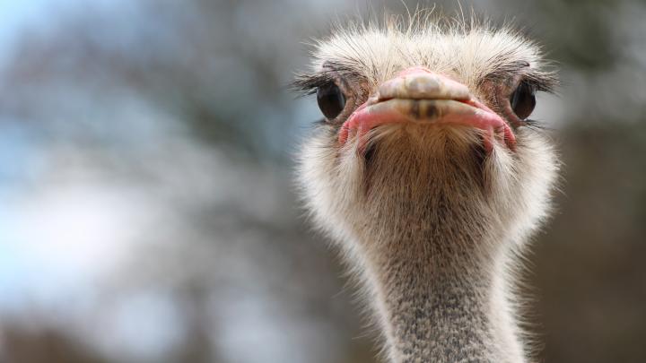 Tips van een expert: doe jij aan struisvogelflexwerken? Tips van een expert: doe jij aan struisvogelflexwerken?
