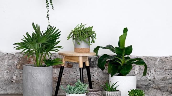 Tips van een expert: zo kies je de juiste plant Tips van een expert: zo kies je de juiste plant
