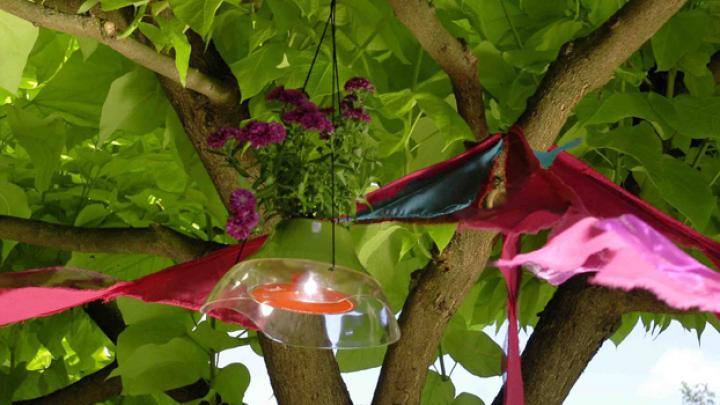 Ideale planten voor je terras Ideale planten voor je terras