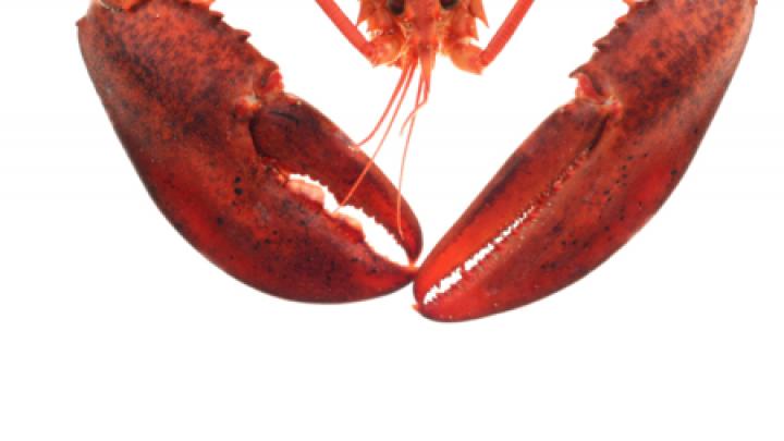 Du homard pour les fêtes Du homard pour les fêtes