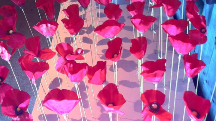 Coquelicot Nouveau Coquelicot Nouveau