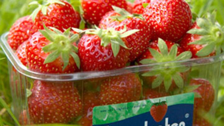 Blog: Aardbeienroute Hoogstraten Blog: Aardbeienroute Hoogstraten