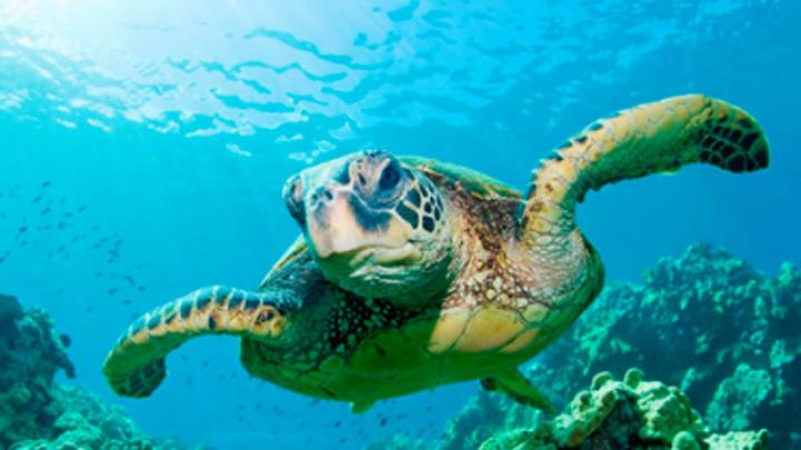 'Werelddag van de Oceaan' in Zuid-Frankrijk 'Werelddag van de Oceaan' in Zuid-Frankrijk