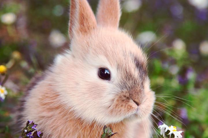 5 preuves qu'un lapin est un aussi chouette animal de