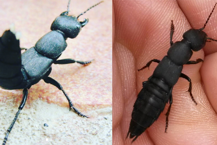 Le Staphylin, l'insecte flippant qui rentre dans nos maisons